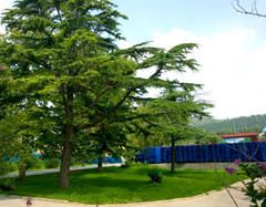 淄博齊華托盤有限公司